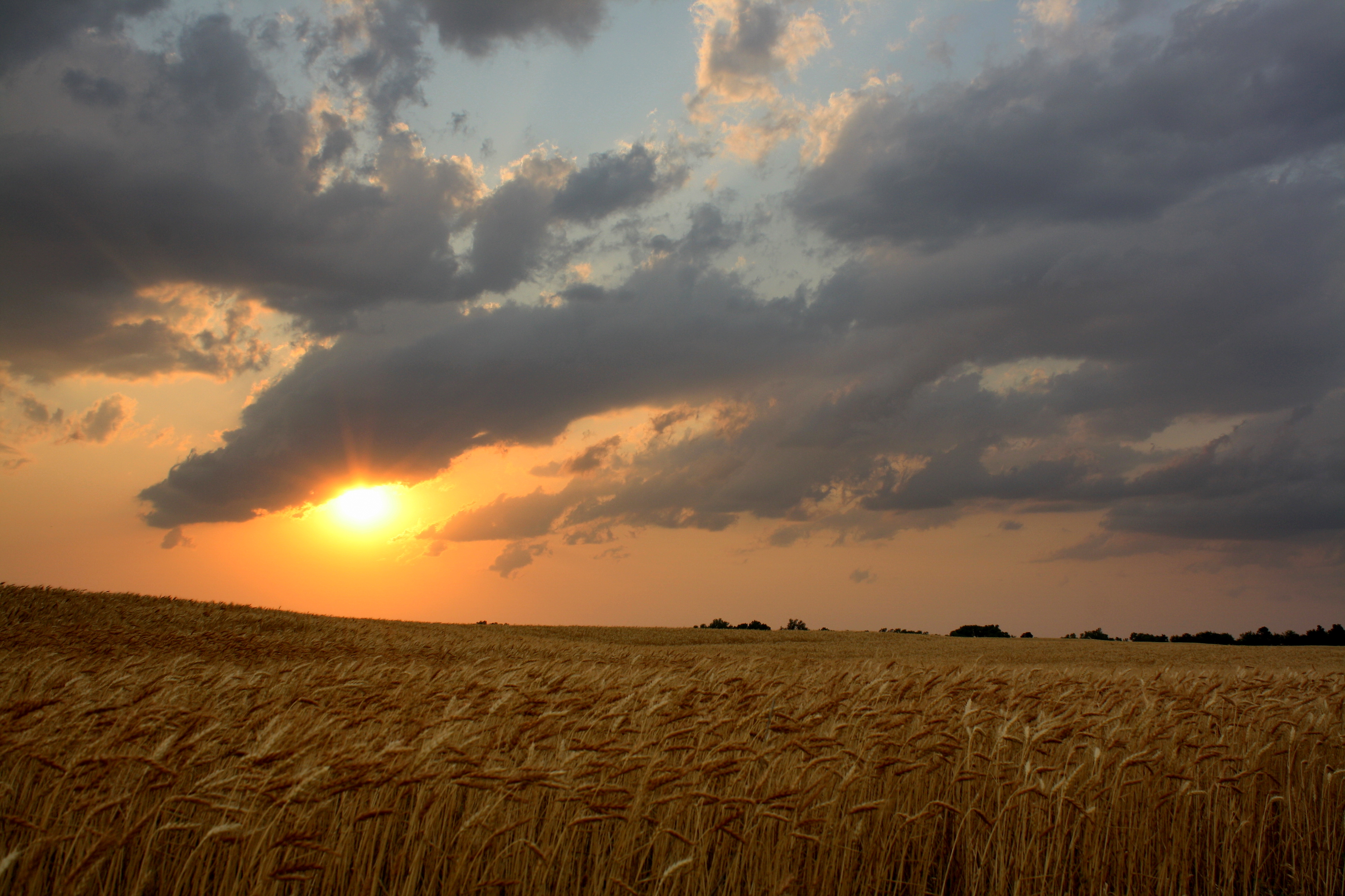 Sunset Over A Wheat Field