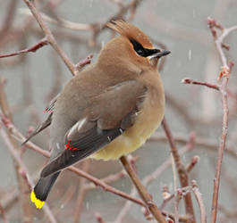 Cedar Waxwing c