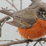 American Robin