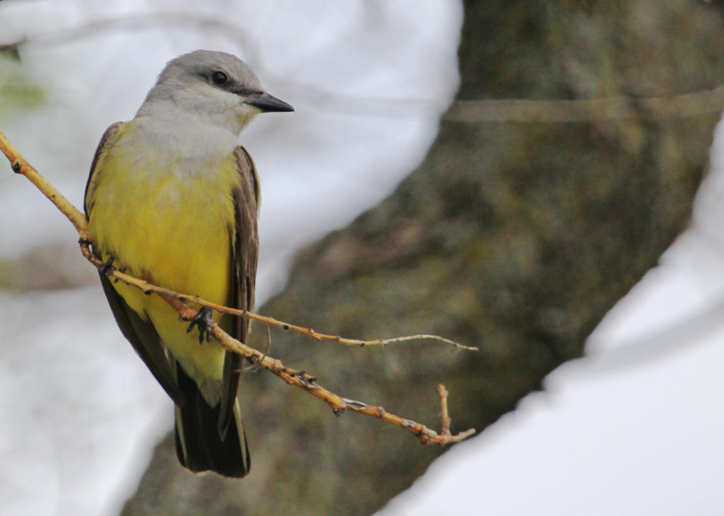 Western Kingbird b