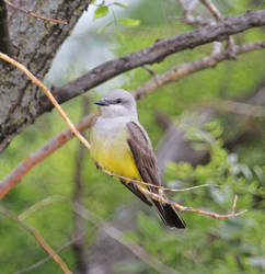 Western Kingbird a