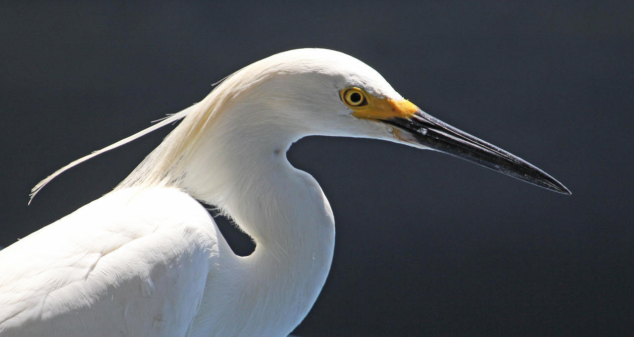 Snowy Egret Profile