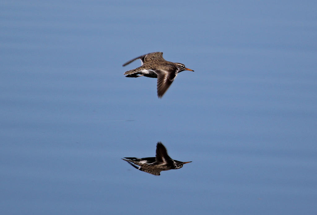 Sandpiper In Flight The Spotted Sandpiper In Flight by Merhlin on DeviantArt