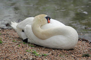 Nappin On Swan Down