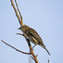 Yellow-rumped Warbler