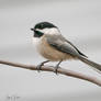 (White Eyebrowed) Chickadee