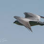 Mississippi Kite Passes By