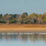 Some Geese (Quivira National Wildlife Refuge)