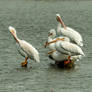 Six American White Pelicans