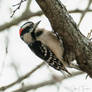 Downy Woodpecker Series