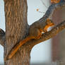 The Perfect Squirrel, Tail and All