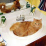 Cat in sink