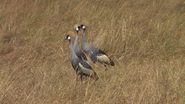 Grey crowned crane