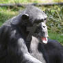 Chimpanzee looking stupid - 2