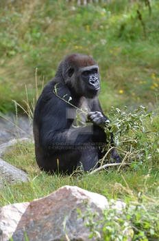 Scratching gorilla - 2