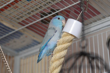 Pacific parrotlets - 3