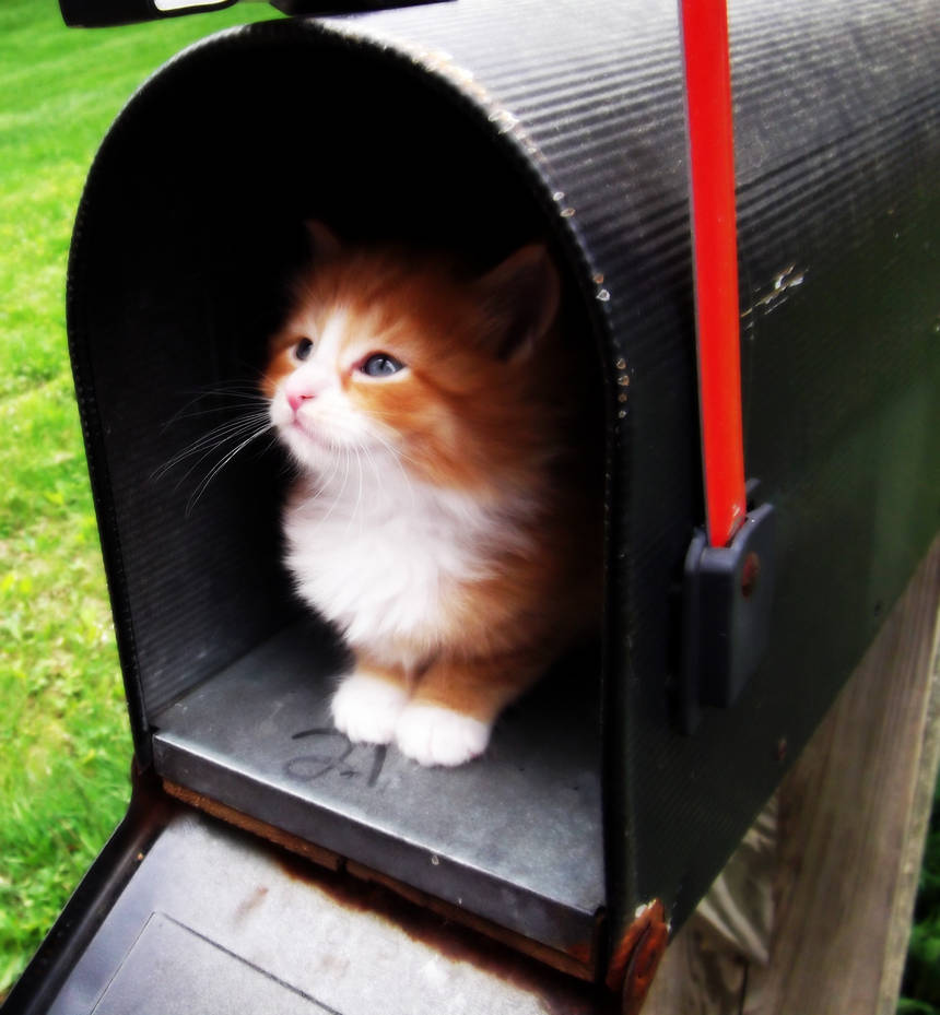 Waiting For Mail >> Waiting For The Mail To Come By Blacksnowflake816 On Deviantart Waiting For Mail >> Waiting For The Mail To Come By Blacksnowflake816 On Deviantart