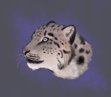 Snow Leopard Study