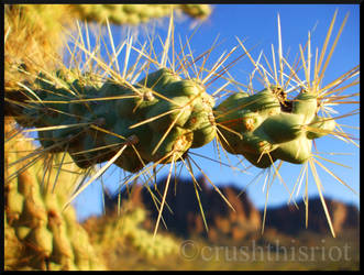 Cactuses No. 1