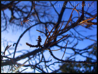 Canyon Plants No.1