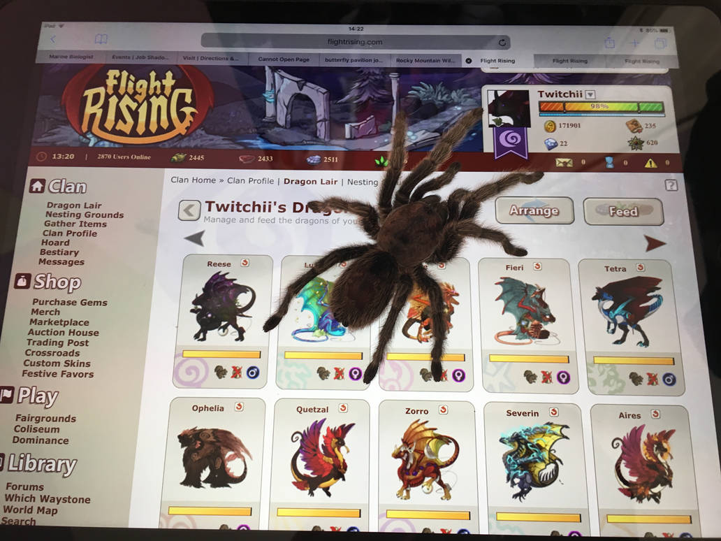 Flight Rising Bugs Flight Rising Bug by Twitchii-Doodles on DeviantArt