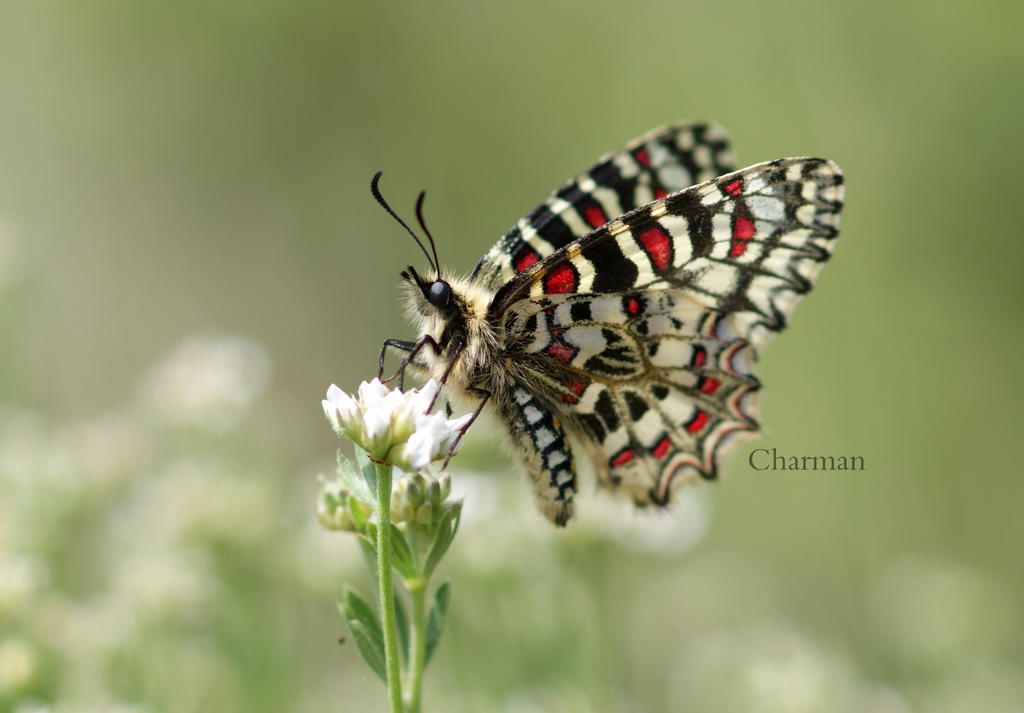 Proserpine by DelphineCharman on DeviantArt