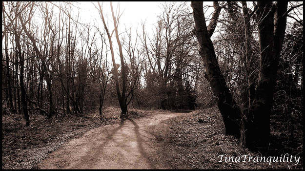 Lea Valley Trees