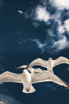 Flight of the gulls 3