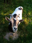Goat by ilootje