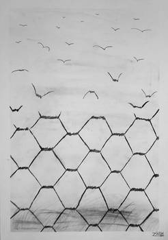 C53 - Freedom