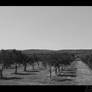 P156 - Olive trees