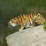 Tiger at the zoo 2