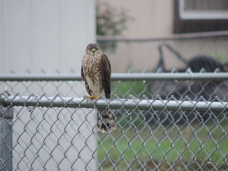 watching its next meal