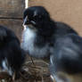 Marans Araucana Chick No 3 - 2012