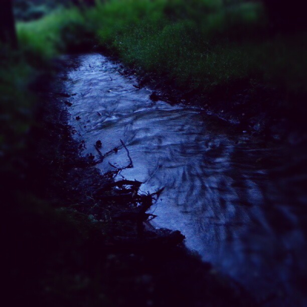 Lost stream within a forest