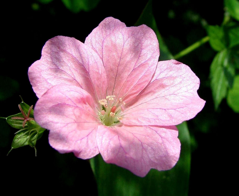 Geranium