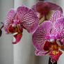 Phalaenopsis