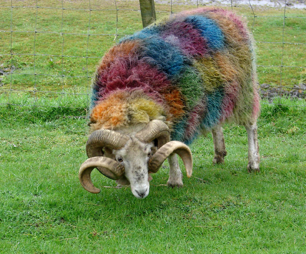 Tartan Sheep