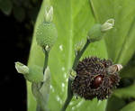 Mystery plant named... Canna by Helens-Serendipity