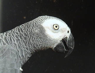 African Grey