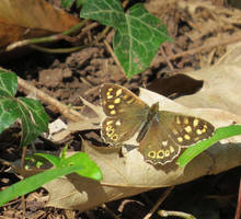 Speckled wood