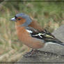 Chaffinch.male.