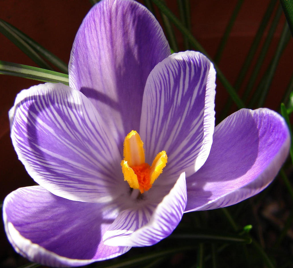 Crocus