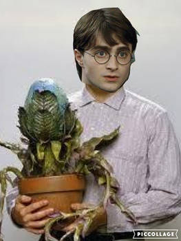 Harry Potter as Seymour Krelbourne