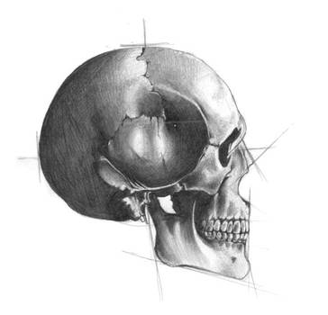 skull sketch