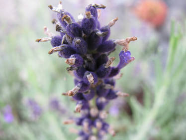 Lavendel