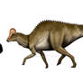 Hypacrosaurus altispinus