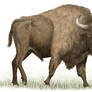 Bison priscus, Steppe bison