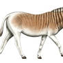 Quagga