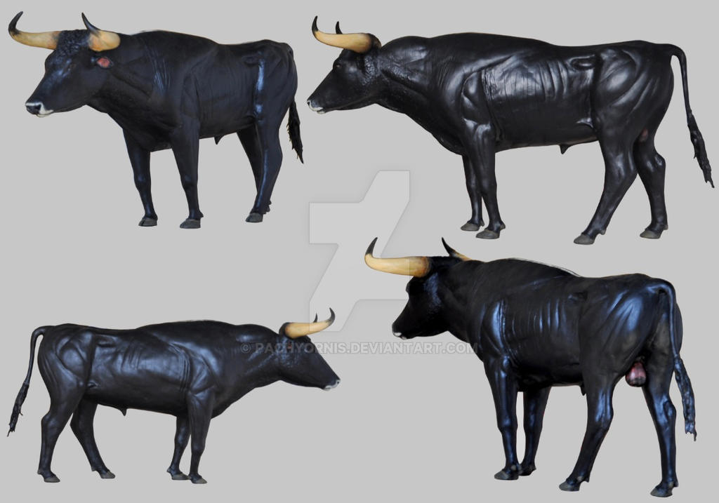 Aurochs bull model